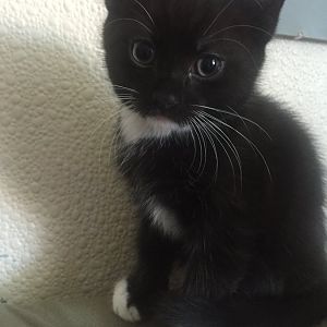 Pics of your cute kitten!!!