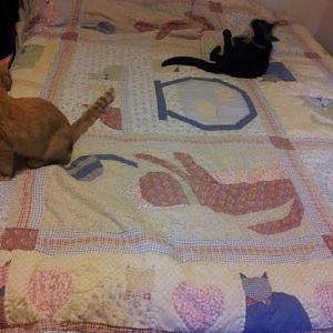 Kitties on the Kitty Quilt