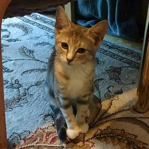 3 month old kitten- help with breed