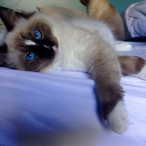 Siamese. Any other meezers on here?