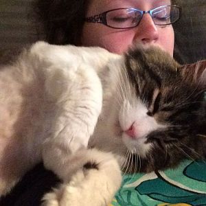Cat more vocal and needy after move?