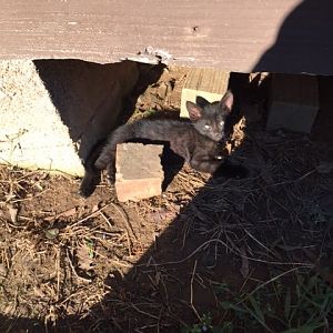 How can I "call out" a feral kitten(s) out of hiding?