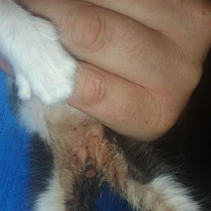 Female kitten sucking on male kittens privates like a nipple