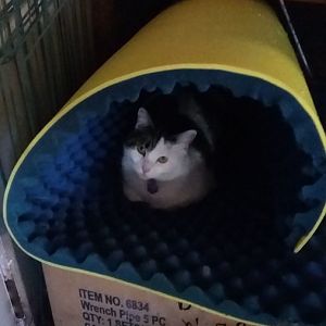 Submit your picture of your cat inside... anything! Picture Of The Month September 2016