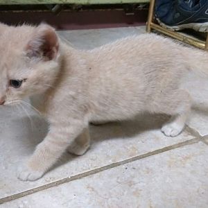 Kitten color