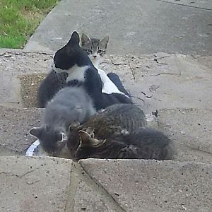 four kittens!!