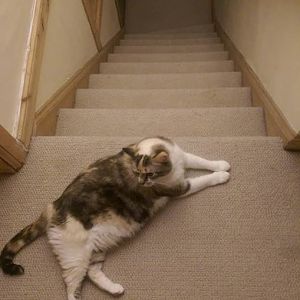 cat sitting at the top of the stairs
