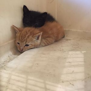 Question a couple kittens I found