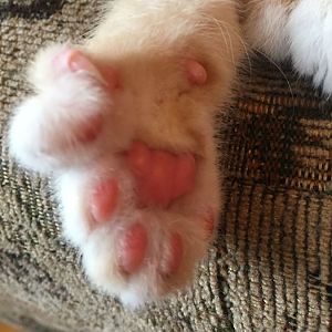 Too many toes!
