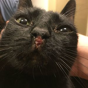 Similar raw red marks on cats noses