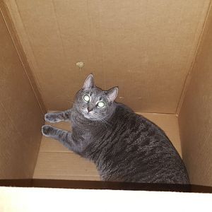 Katie in a Box