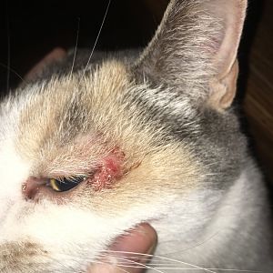 Bleeding and shiny (pus?) next to cat's eye. Infected? Something else?