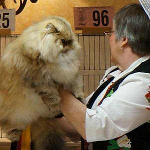 Why do some Persian cats have extremely long fur?