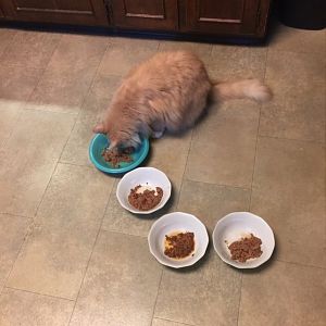 Royal Canin feeders--please help.
