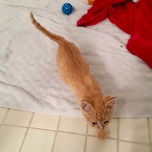 Worried about new kitten, please help!