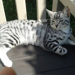 HELP MY CAT HAS GONE MISSING!
