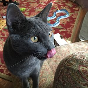 Cat Tongues Thursday!!!