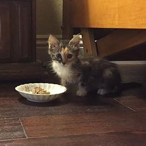 Two kittens need home in Southern California