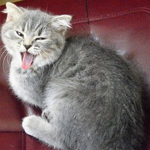 Cat Tongues Thursday!!!