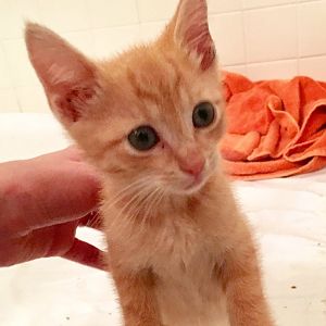 Worried about new kitten, please help!