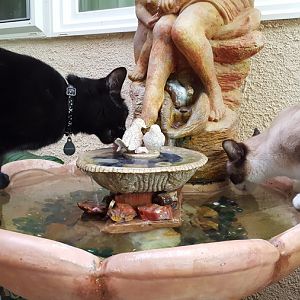 Cats never drink water
