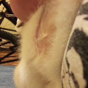 Help! Brother li king/sucking brother nipple 4 month old kittens.