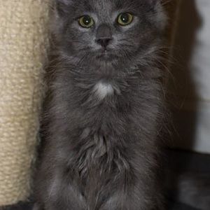 Adopted Kitten