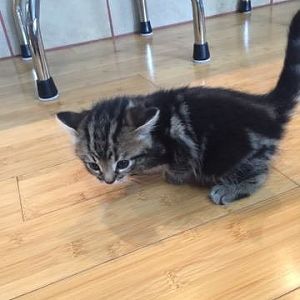 kitten not eating much or drinking water after spraining her leg