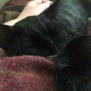 Why does nobody like black kittys?