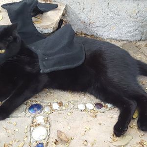 Show me your Kitties in Halloween costumes :D