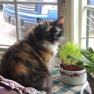 Why is EVERYTHING single plant toxic to cats??? How do you guys keep houseplants?