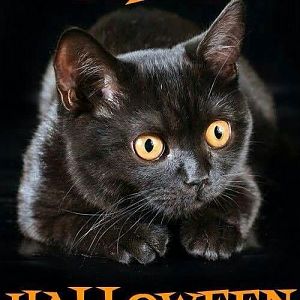 Show me your Kitties in Halloween costumes :D