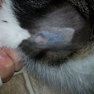 Strange bald spot with lump on hind leg