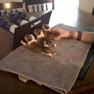 Questions from kids for school work about feeding newborn kittens