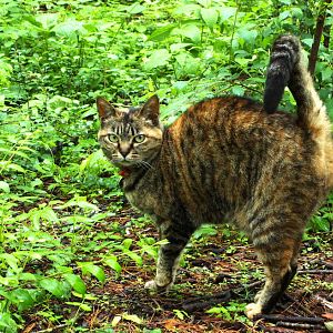 Possible new cat mutation found in Australia