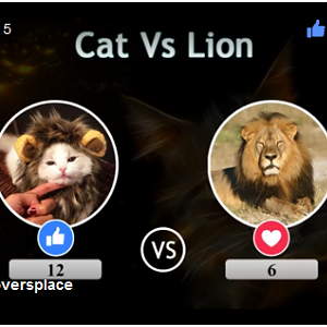 Cat vs Lion LIVE