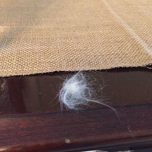 Tufts of fur falling out?