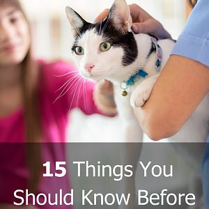 15 Things You Should Know Before Adopting A Cat
