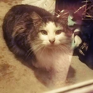 Cat passed away at vet
