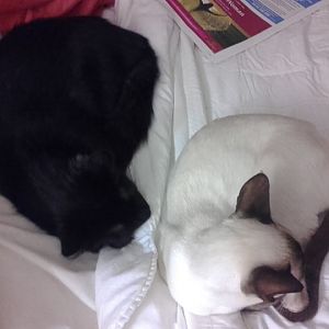 reiki for cats- any one tried it?