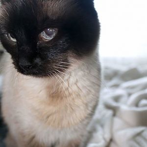 Why did my cat go blind? (Speculation only)