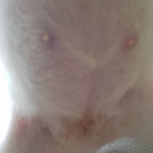 Does my cat has mammary cancer? PLEASE HELP! :(
