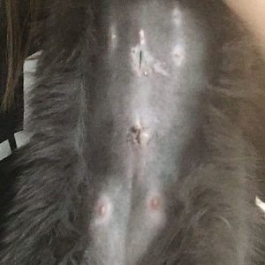 Cat Spay Incision Tattoo?