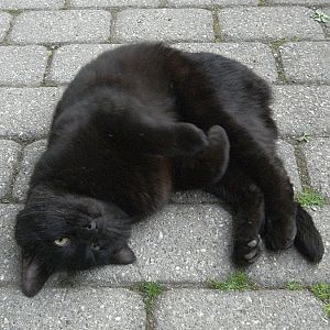 Why does nobody like black kittys?