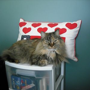 Post Pictures of Your Beautiful Long / Medium Haired Fluffy Cats Here