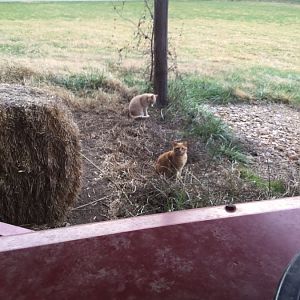GOD is soooo good he even cares about my poor barn cat colony...great news...no euthanasia!!