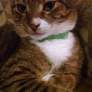 Does your indoor cat wear a collar?