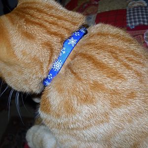 Does your indoor cat wear a collar?