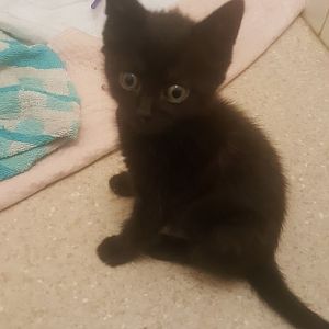 Im just starting fostering kittens and need help lol