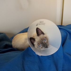 My cat is in the "cone of shame", and is sooooooooo much better behaved!